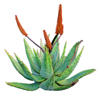 Benefits Of Aloe Vera For Skin, Hairs and Health