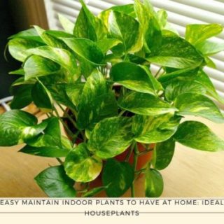 Ideal Houseplants