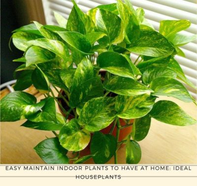 Easy Maintain Indoor Plants To Have At Home - Women Community Online