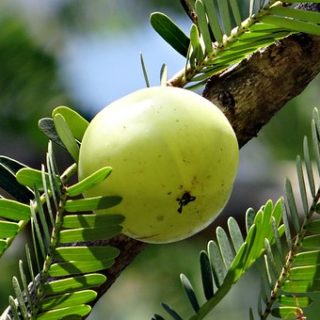 Indian Gooseberry Benefits: Amla Benefits