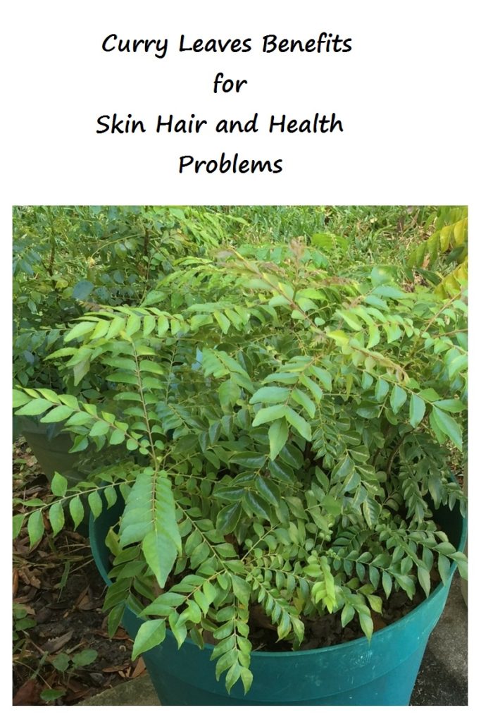 Curry Leaves Benefits for Skin Hair and Health Problems