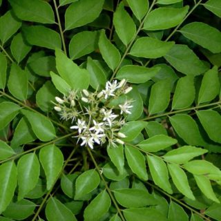 Curry Leaves Benefits for Skin Hair and Health