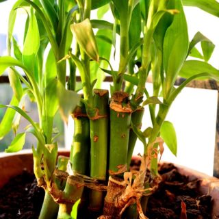 Facts About The Lucky Bamboo Plant - Feng Shui Bamboo Plant