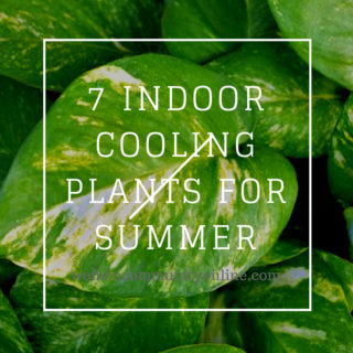 7 Indoor Cooling Plants for Summer