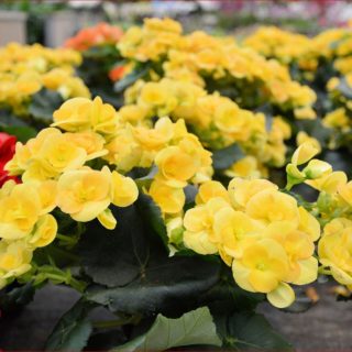 15 Best Perennial Flower Plants for your Garden | Women Community Online