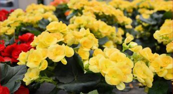 15 Best Perennial Flower Plants For Your Garden