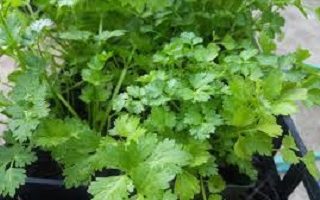 How To Grow Coriander At Home Without Soil