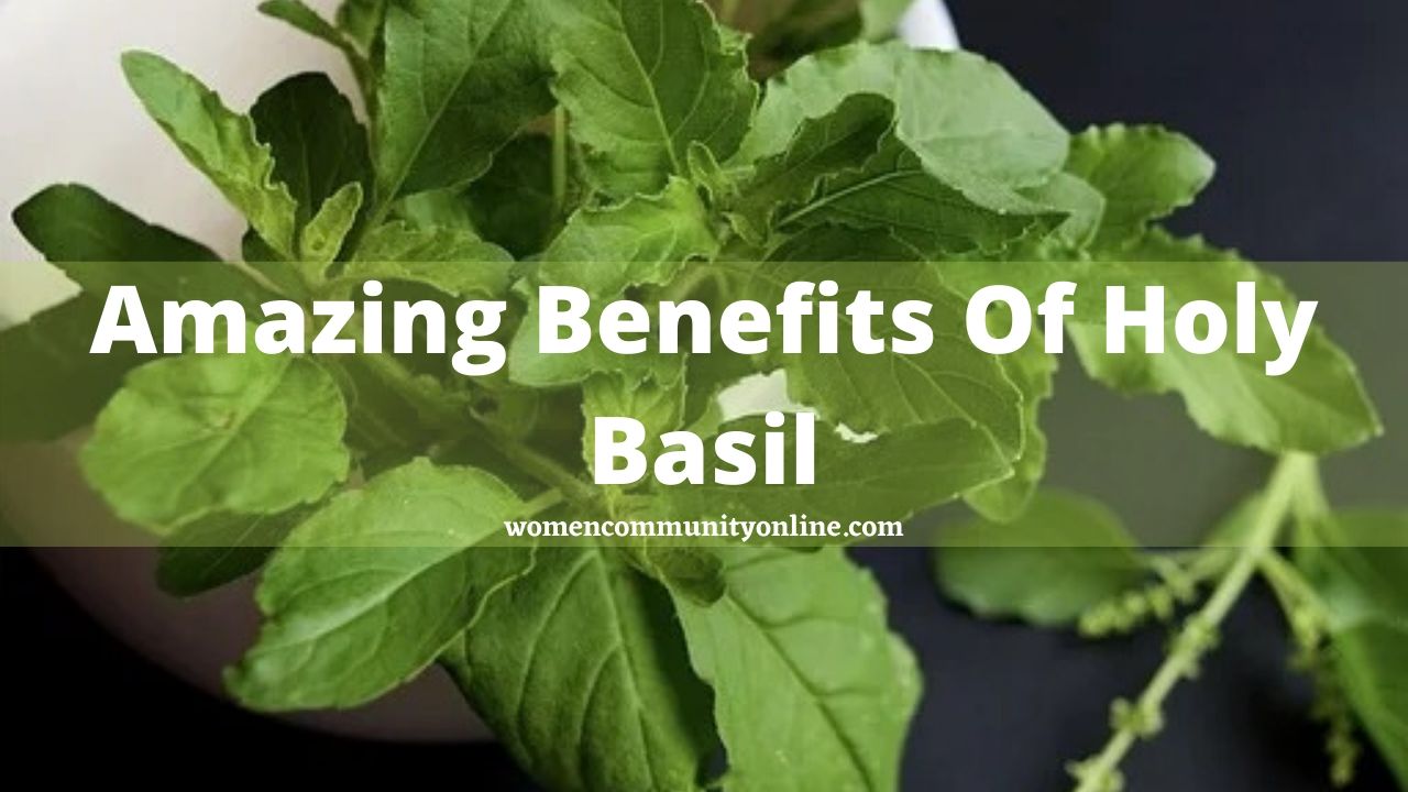 14 Amazing Benefits Of Holy Basil You Must Know