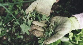 Why Gardening In March Is Awesome