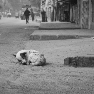 Why You Should Adopt A Stray Dog