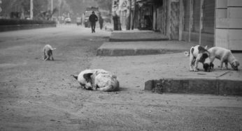 Reasons Why You Should Adopt A Stray Dog