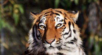 Ranthambore National Park: Where Tigers Rule
