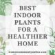 Beautiful indoor plants arranged in a bright living room creating a fresh and healthy home environment