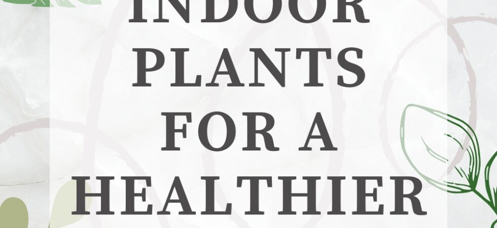 Beautiful indoor plants arranged in a bright living room creating a fresh and healthy home environment